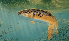 Cover image for Buy a rod fishing licence